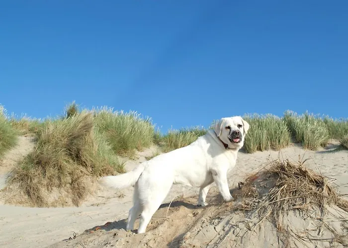 公寓 Sunny In Residential Park - 德哈恩